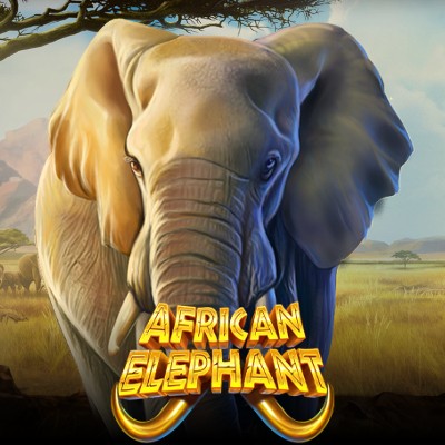 African Elephant